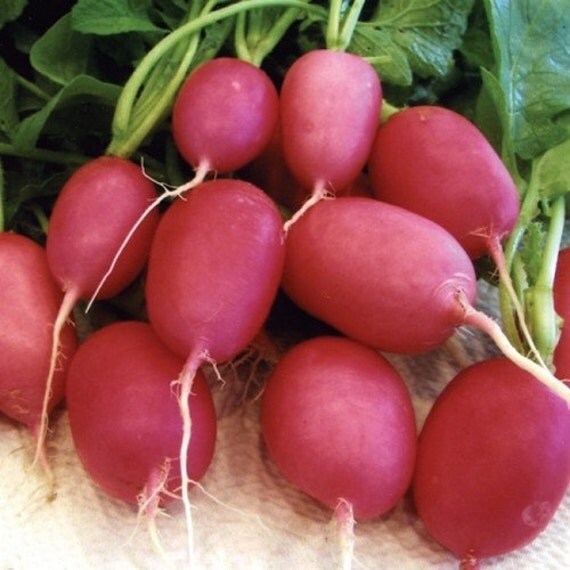 Radish Pink Lady Slipper Vegetable Seeds Raphanus sativus