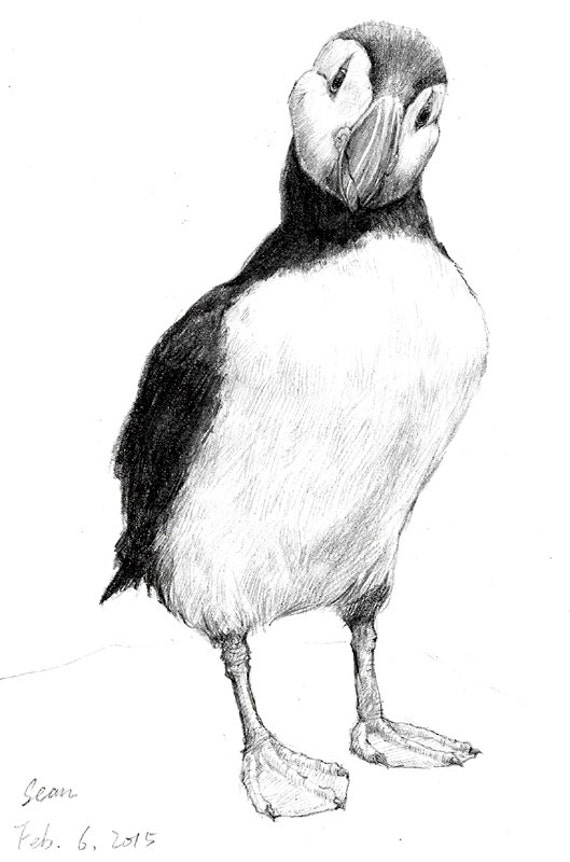 Items similar to Original Drawing Bird Art Puffin drawing pencil