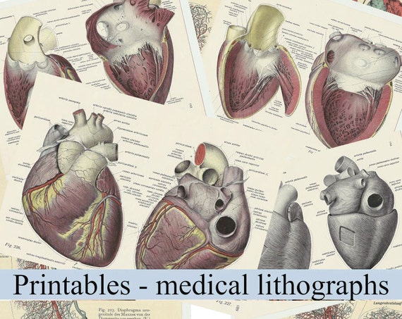Anatomically correct heart digital scrapbooking paper medical