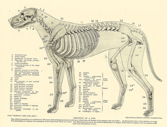 Canine Bone Diagram - 