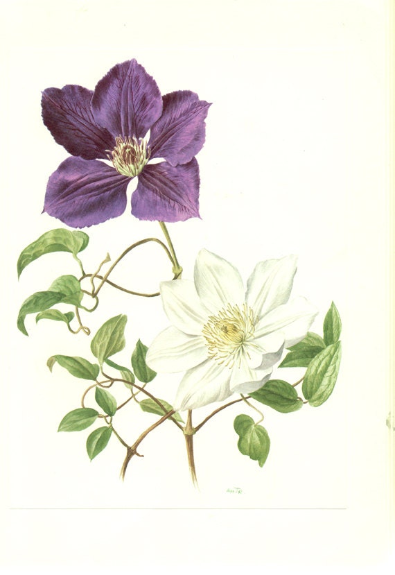 1972 French botanical art Vintage clematis poster Floral