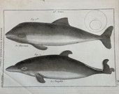 1789 Antique print.Copper engraving In Folio.11.6x8.6 ins.By L'Abbé Bonaterre.Natural History.CETOLOGY.Cetacean prints.30x22cm