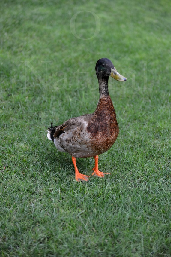 A Duck with Orange Feet Green Grass Animal Photography Nature