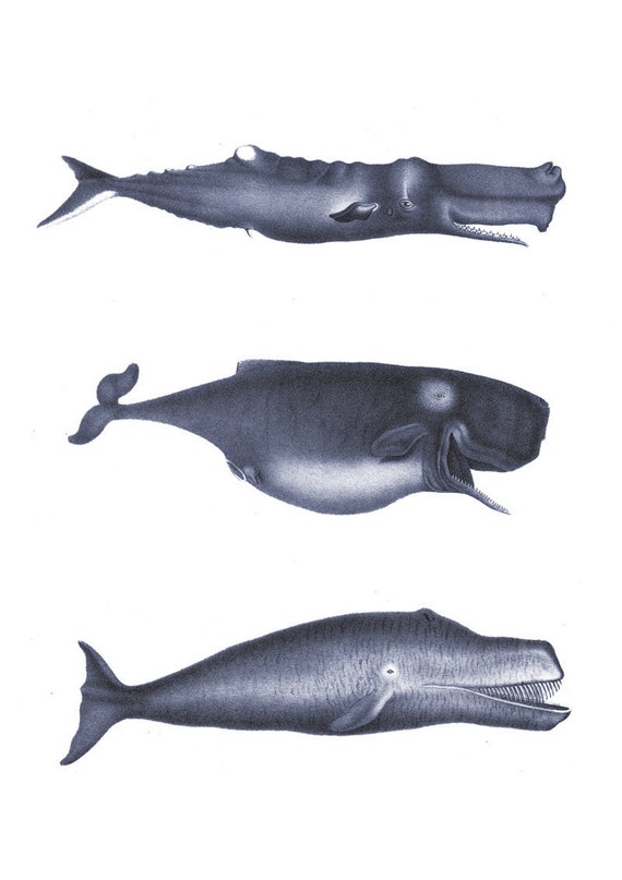 Blue Whale Print. Three Whales Print in by NoahsNauticalPrints