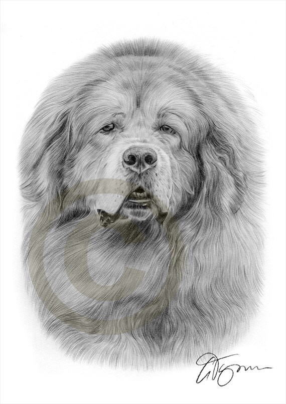 Dog Tibetan Mastiff pencil drawing print A4 size artwork