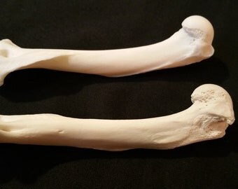 Assortment of Squirrel Bone by CrypticCollections on Etsy