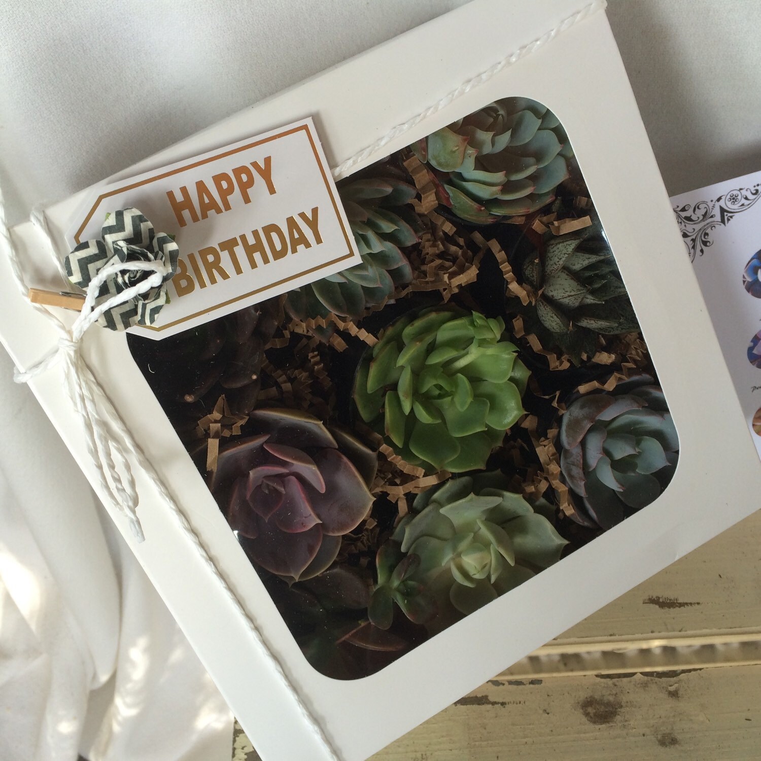 Succulent Treasures Birthday Gift Box. 9 Assorted Premium