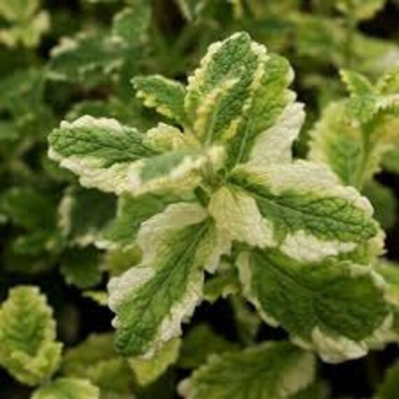 Pineapple Mint Seeds Organic Seeds Mentha suaveolens