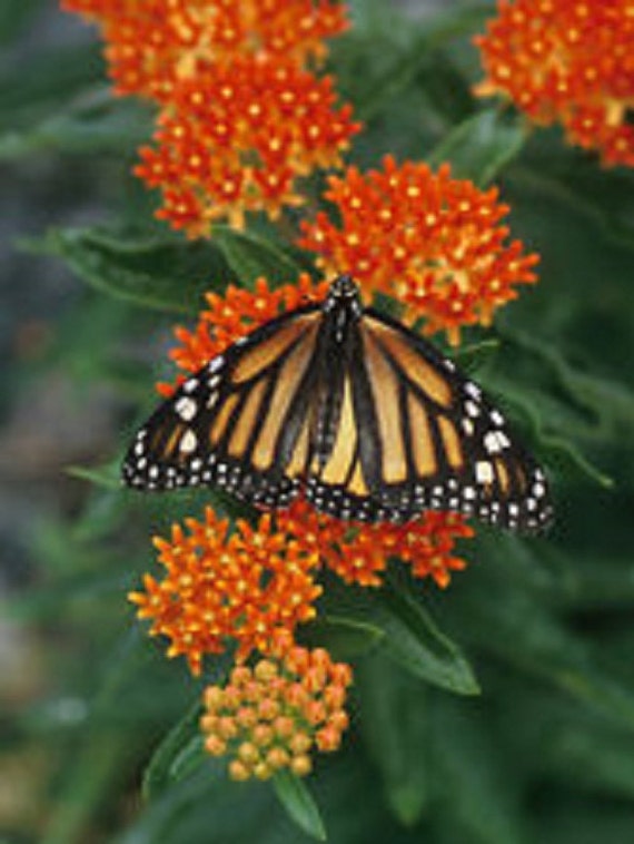 Organic Orange Milkweed Butterfly Bush Asclepias Perennial