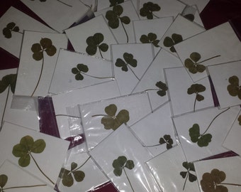Real Four Leaf Clover - Medium Sized - True White 4 Leaf Clover - Lucky Charm - Scrap booking