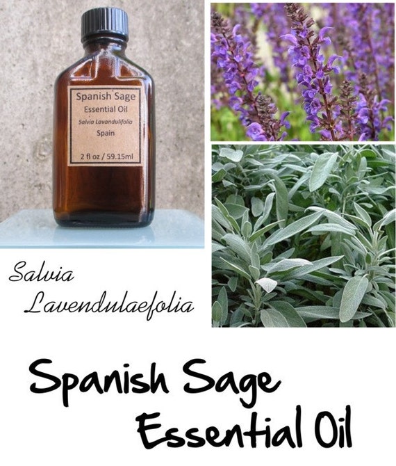 Spanish Sage Essential Oil Sage Essential oil by LittleRedGate