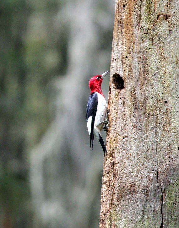 red headed woodpecker on tree red headed woodpecker on tree