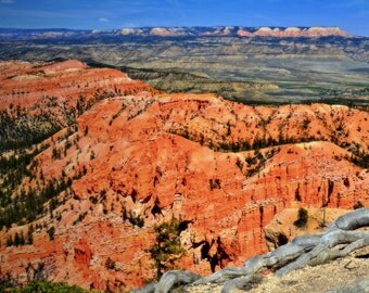 Canyon Roots