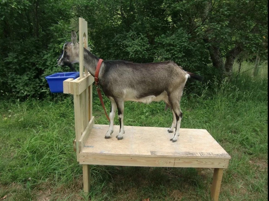 Large 48x22 Goat Stand Goat