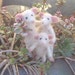 Kettle family of three and a half mice. Bendable naked doll house mouse persons