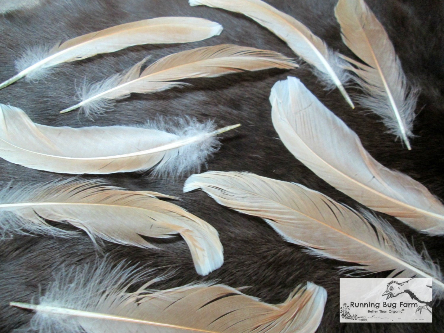 Real Tail Feathers Real Bird Feathers Natural by RunningBugFarm