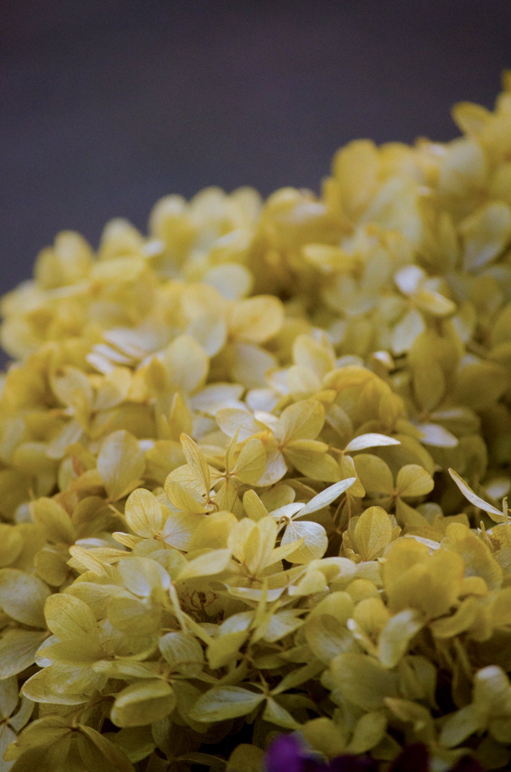 Yellow Hydrangea Wreath yellow hydrangeas by