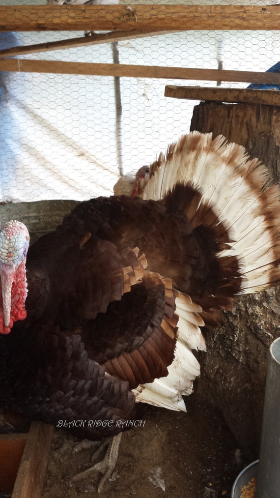 6 Bourbon Red Heritage Turkey Hatching Eggs Ships by blackridge