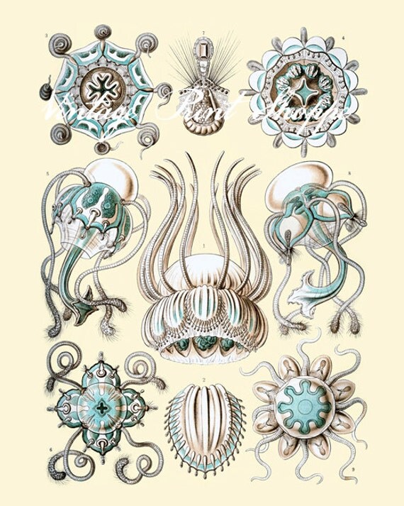 Ocean Life Scientific Illustration Ernst Haeckel reproduction