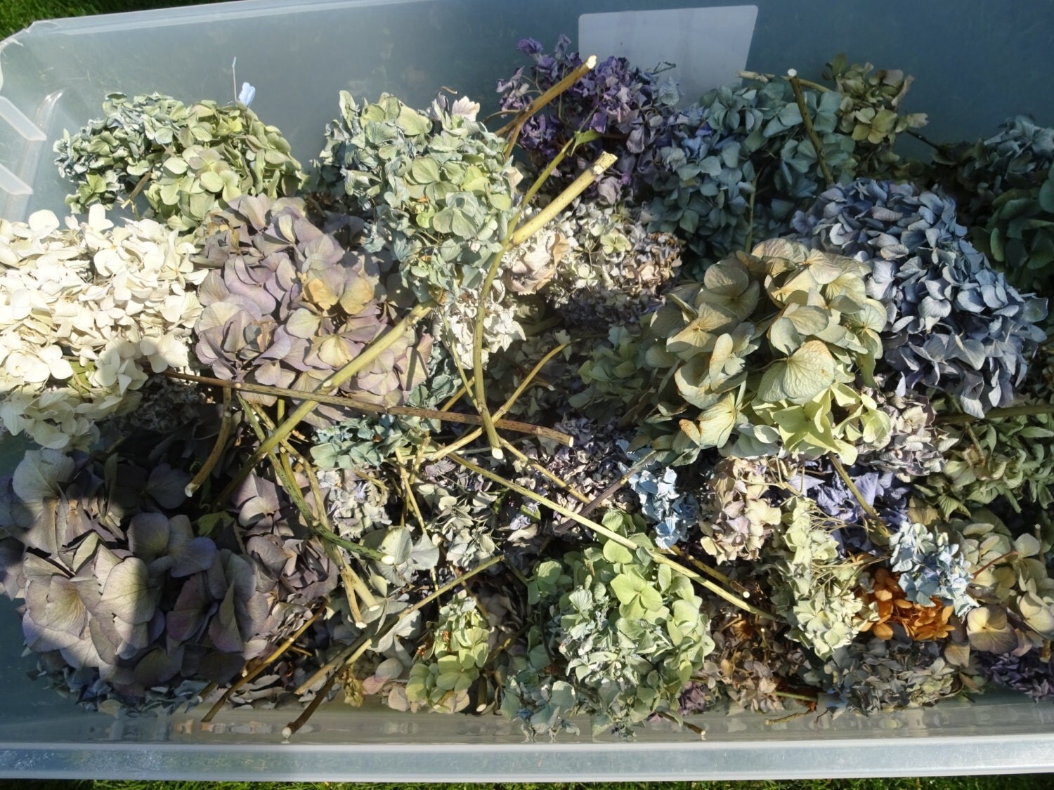 Dried Hydrangeas Mixed Dried Hydrangeas Natural by donnahubbard