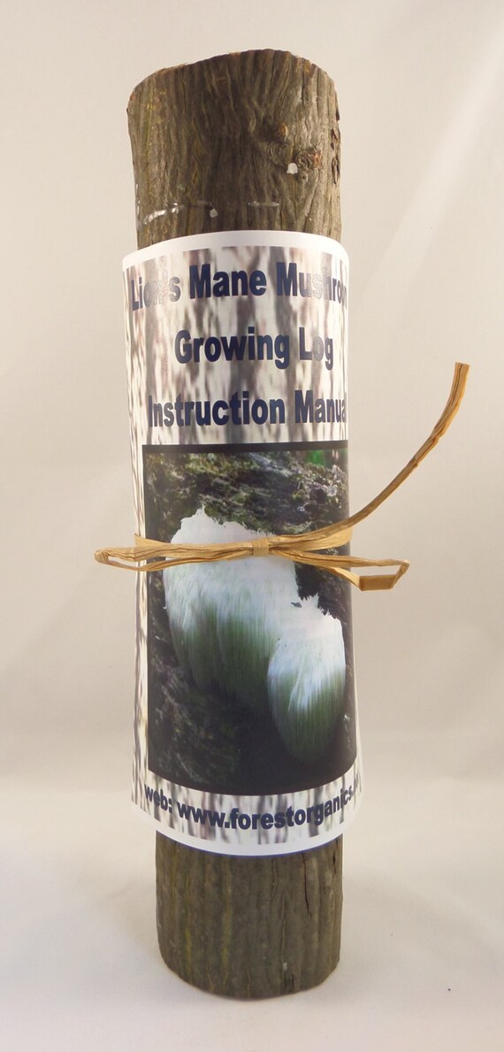 16 inch Long Lion's Mane Mushroom Growing Log by