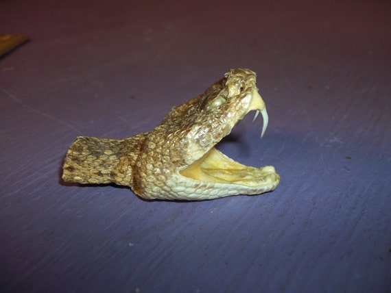 stuffed rattle snake