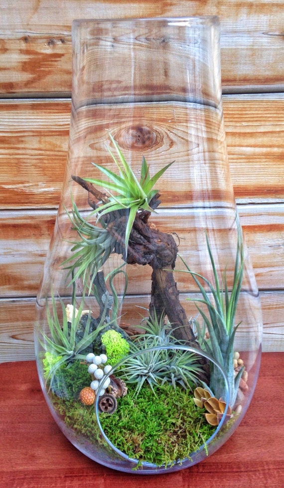 One Of A Kind Easy Care Low Maintenance Air Plant Terrarium