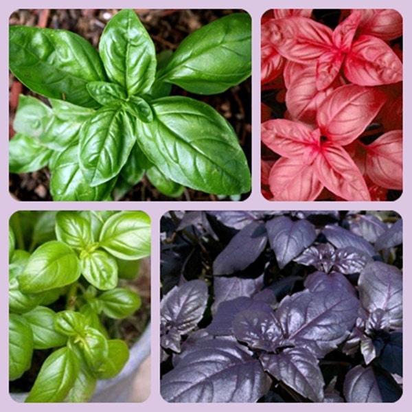 Classic Heirloom Basil Seed Collection Non GMO