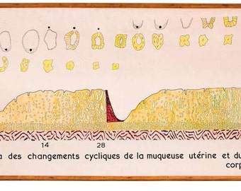 Vintage Belgian Hand-Drawn School Chart