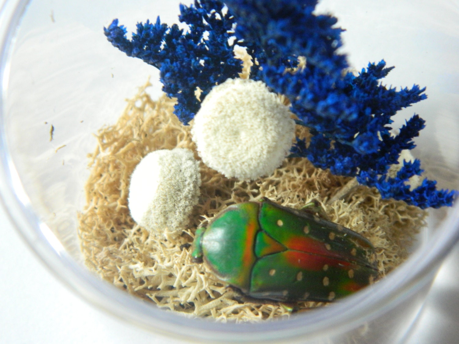Bug Terrarium Kit Real Dried Insect Specimen in Acrylic Jar