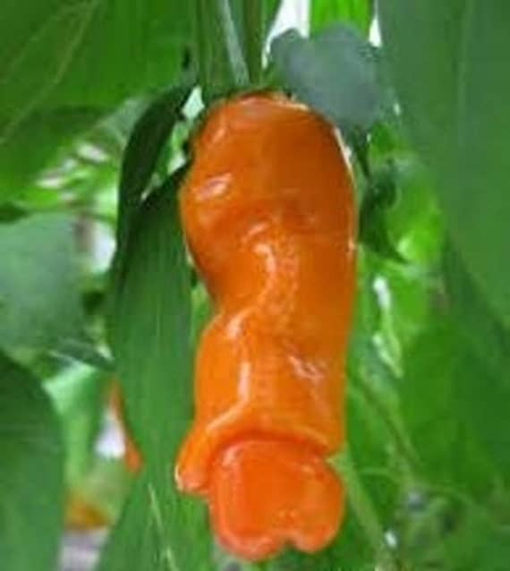 Penis Pepper 121