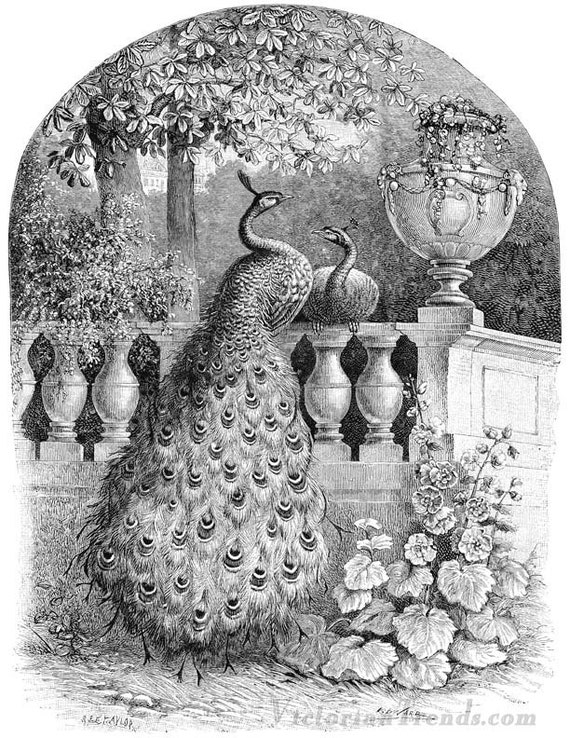 victorian etching clipart - photo #30