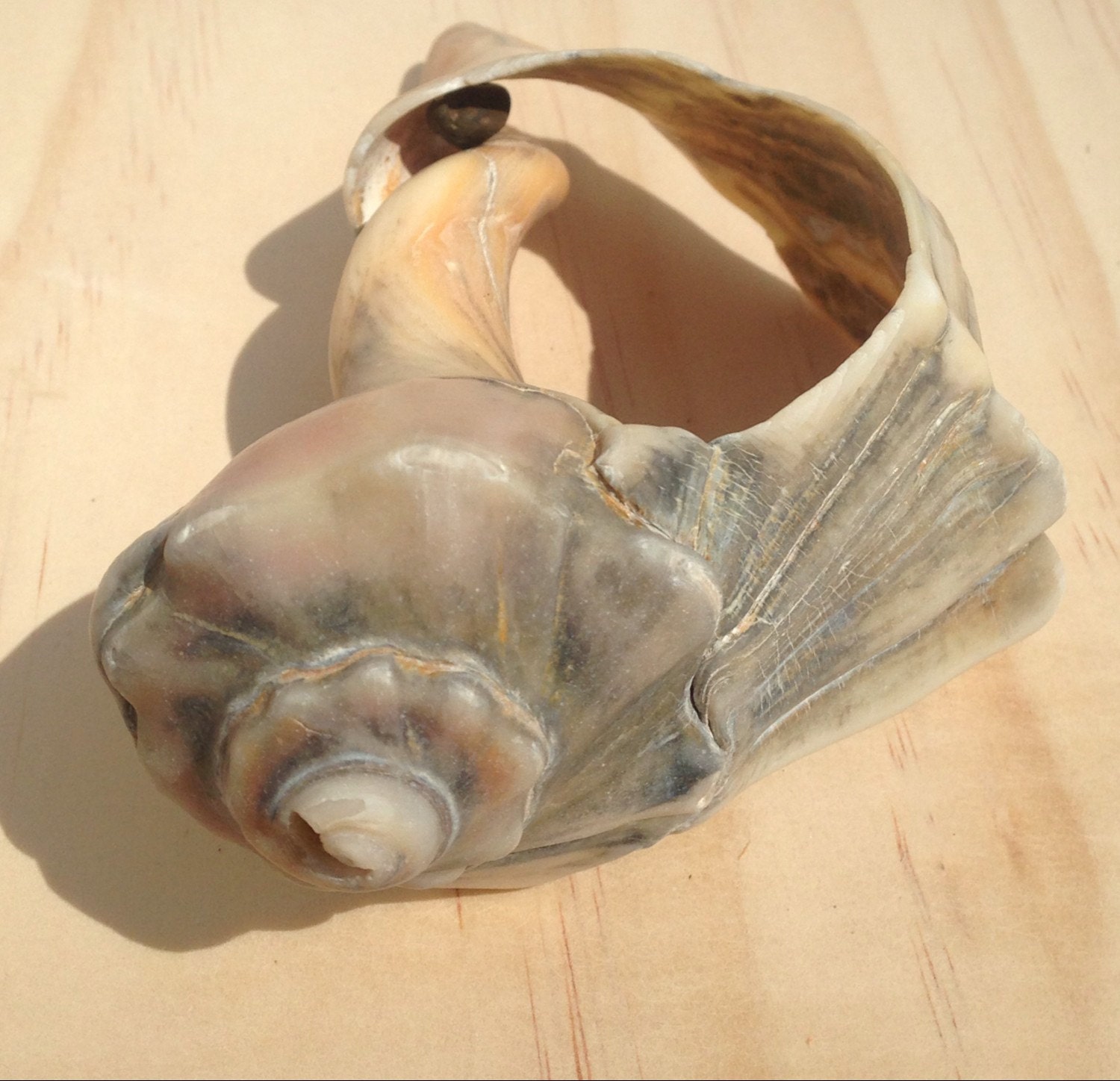 Whelk Conch Shell Large Sea Shell Craft by somethingfromthesea