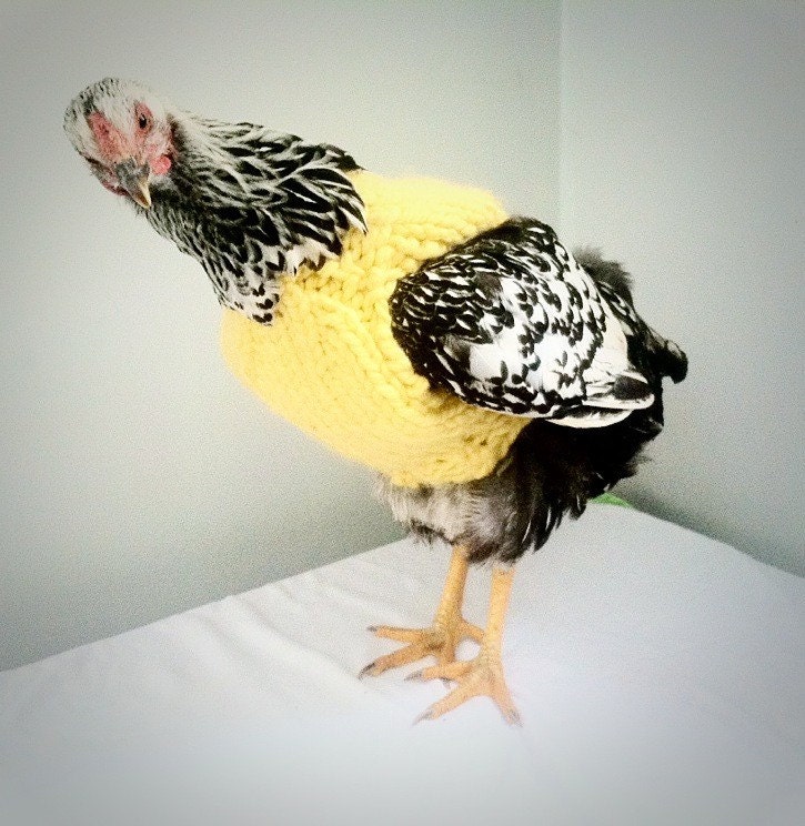 Chicken Sweater Sweater for Chickens and Roosters by PaulFarm