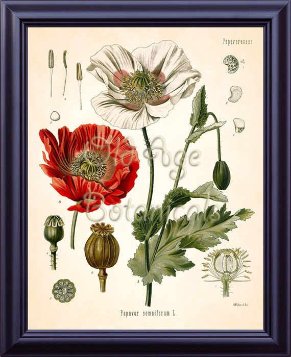 KOHLER Botanical Print 11x14 Papaver Somniferum Opium Poppy