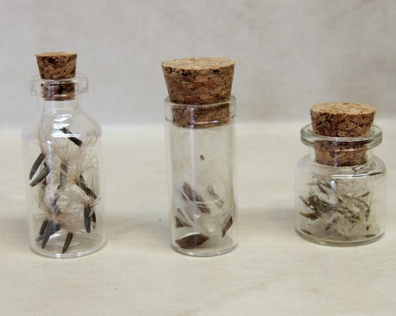 Piece set Prairie Restoration Seeds in Vials Dandelion, Gay Feather 