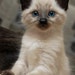 pinkmipaw