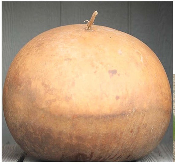 Bushel Gourd Seed RARE Lagenaria siceraria GIANT Gourd