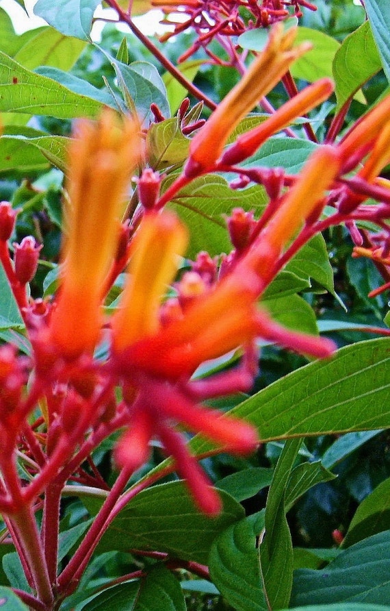 Firebush Flowering Perennial Shrub Orange Red Yellow Flowers