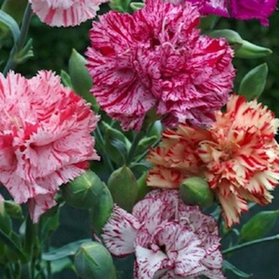dianthus caryophyllus coloring pages - photo #31