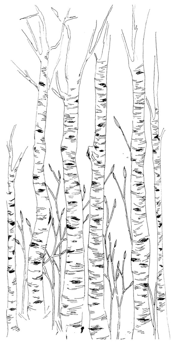 Items similar to Birch Trees Illustration on Etsy