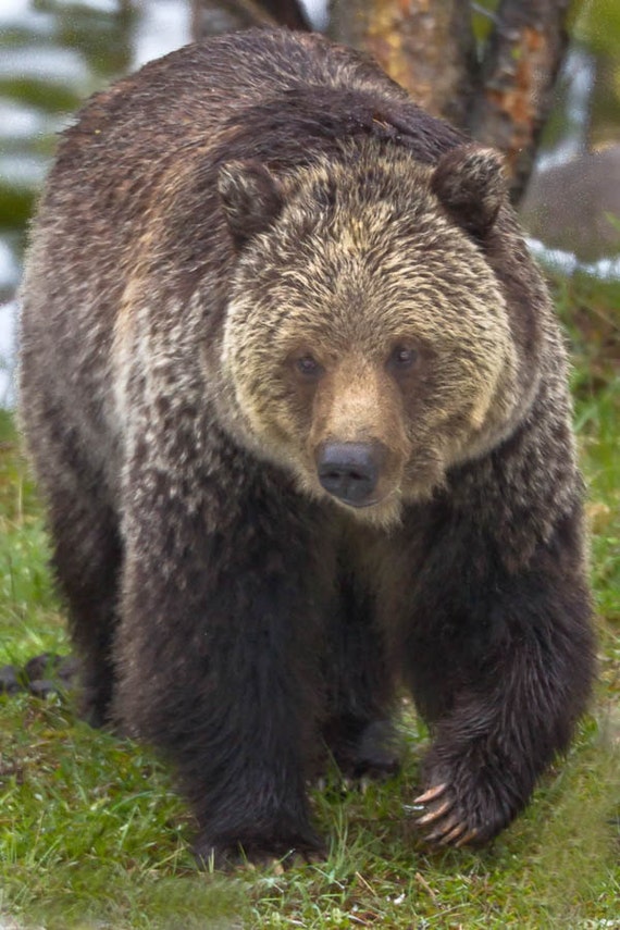 Grizzly Bear Portrait Wildlife Photography Fine Art Wall