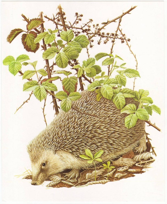 Hedgehog original 1965 zoology print - Natural history, vintage ephemera - 50 years old book plate illustration (A282)