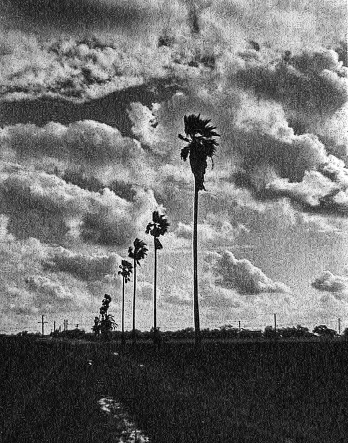 D0037 Rio Grande Valley Palm Tree and Clouds by LocalWoodCrafts