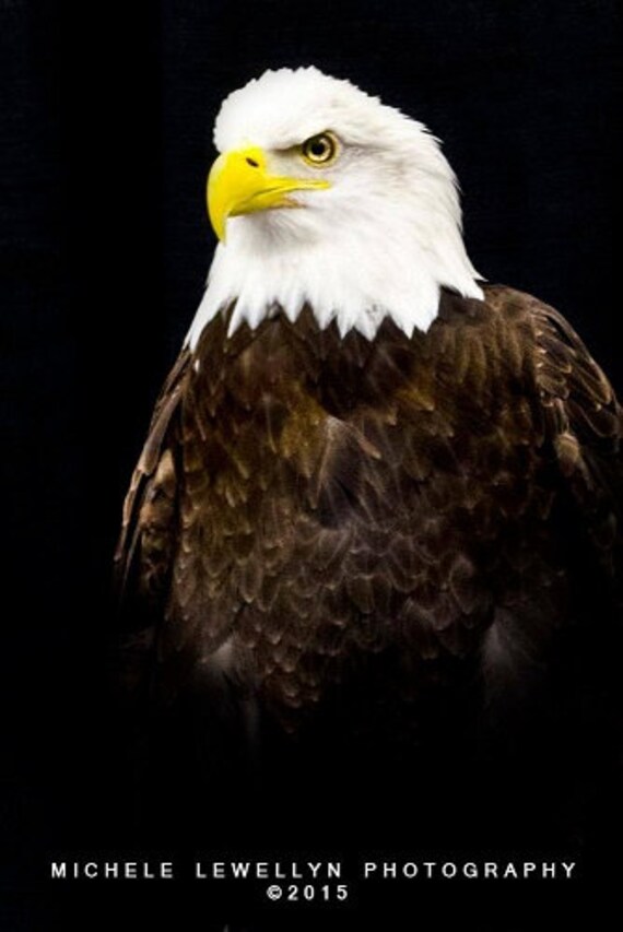 East Tennessee Eagle