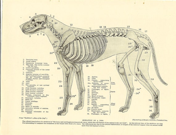 Vintage 1935 Dog Veterinary Print Skeleton Of Dog Anatomy Of