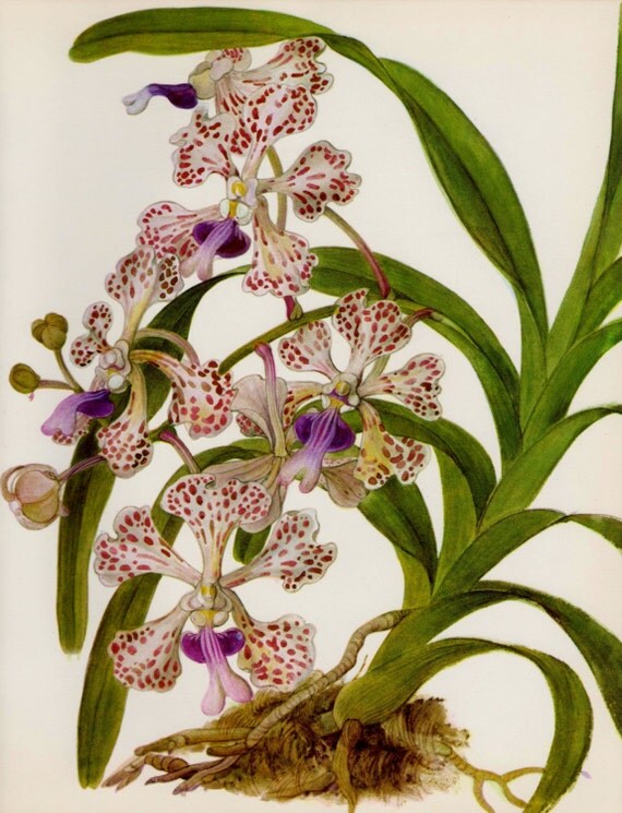 Botanical ORCHID Print Orchid Art Print Gallery Wall Art