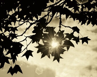 Nature Photography, Trees, Sunshine, Sunflare, Sepia Art, Abstract
