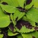 thumbnail image 2 of Alyssum Seeds - Cheers Paprika - 100 Seeds For Ground Cover & Flower Beds 2 of 4