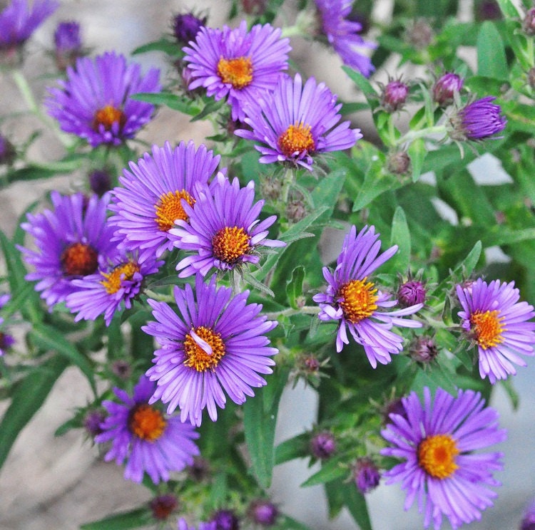 bigleaf aster seedlings